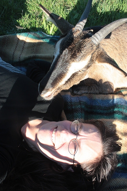 How Do Goats Show Affection to Humans? Goat Journal